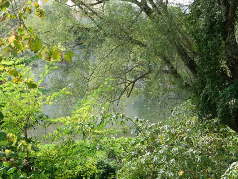El bosc de Manlleu